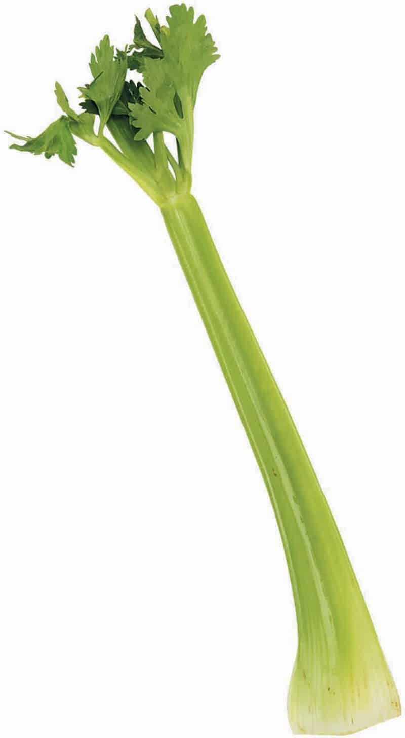 Celery