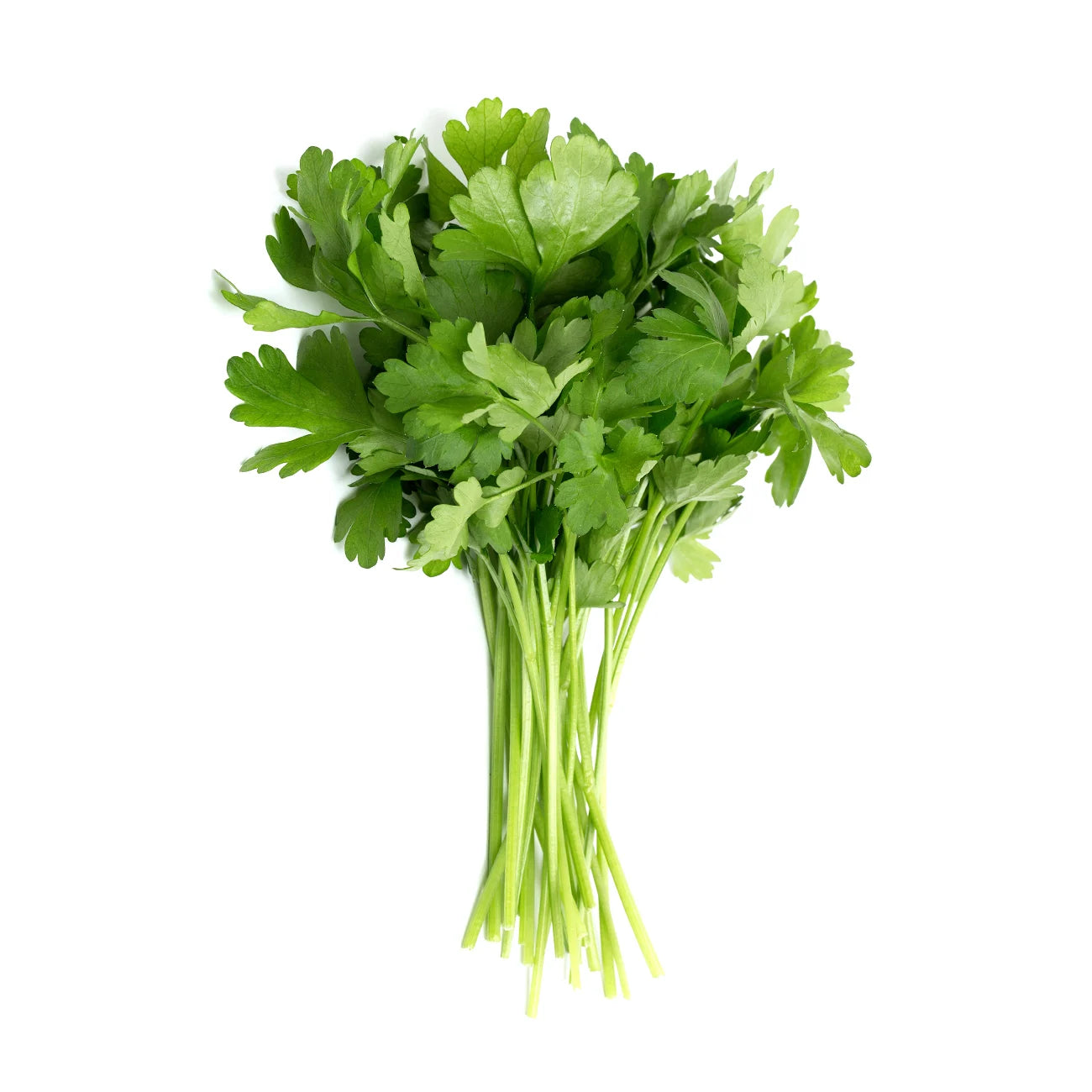 Parsley - Continental (bunch)