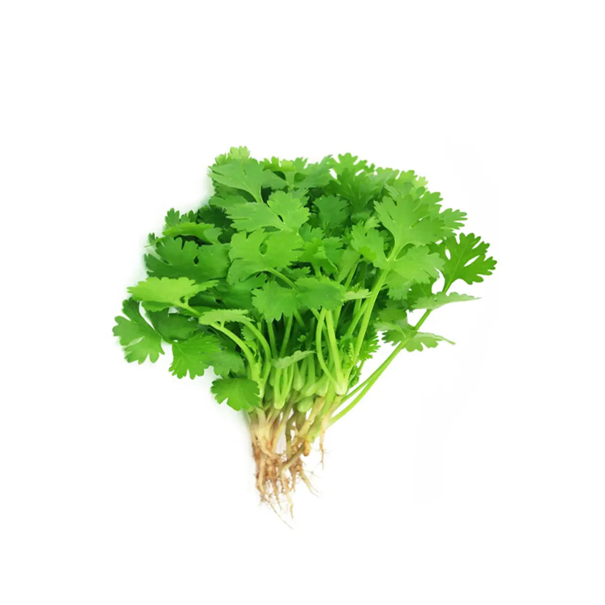 Coriander (bunch)