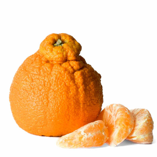 Mandarin - Sumo